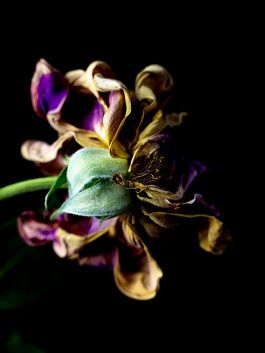 Stefan Guggenbichler .art