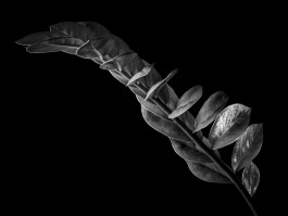 Stefan Guggenbichler .art