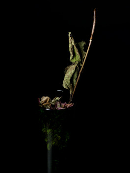 Stefan Guggenbichler .art