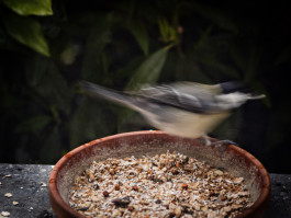 Stefan Guggenbichler .art