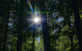 Stefan Guggenbichler .art