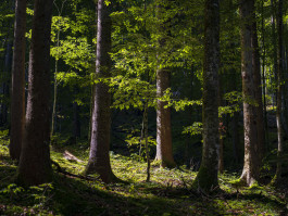 Stefan Guggenbichler .art