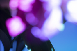 Stefan Guggenbichler .art