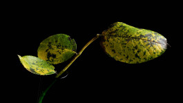 Stefan Guggenbichler .art