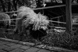 Stefan Guggenbichler .art