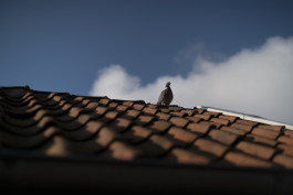 Stefan Guggenbichler .art