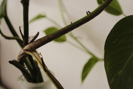 Stefan Guggenbichler .art