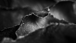 Stefan Guggenbichler .art