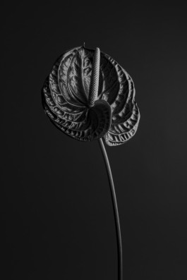 Stefan Guggenbichler .art