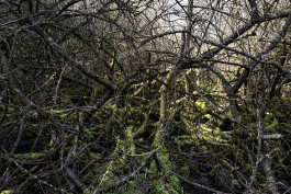 Stefan Guggenbichler .art