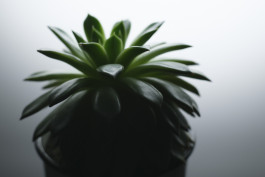 Stefan Guggenbichler .art