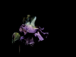 Stefan Guggenbichler .art