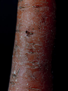 Stefan Guggenbichler .art