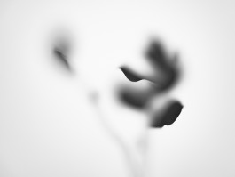 Stefan Guggenbichler .art