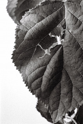 Stefan Guggenbichler .art