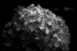 Stefan Guggenbichler .art