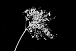 Stefan Guggenbichler .art