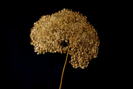 Stefan Guggenbichler .art