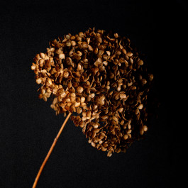 Stefan Guggenbichler .art