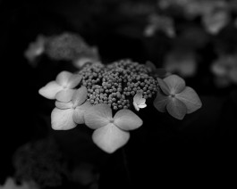 Stefan Guggenbichler .art