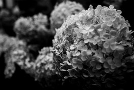 Stefan Guggenbichler .art