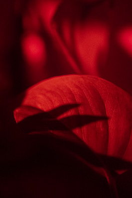 Stefan Guggenbichler .art