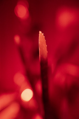 Stefan Guggenbichler .art