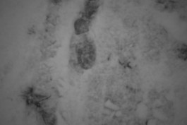 Stefan Guggenbichler .art