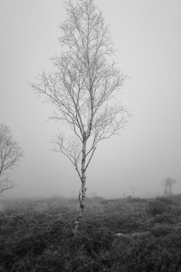 Stefan Guggenbichler .art