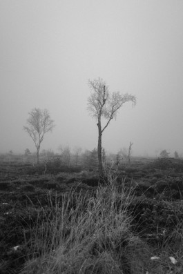 Stefan Guggenbichler .art