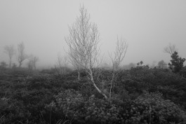 Stefan Guggenbichler .art