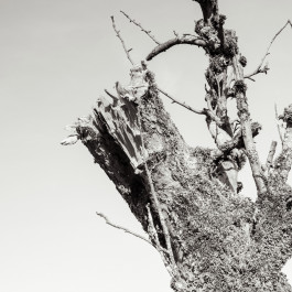 Stefan Guggenbichler .art