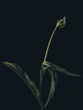 Stefan Guggenbichler .art