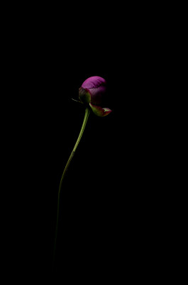 Stefan Guggenbichler .art