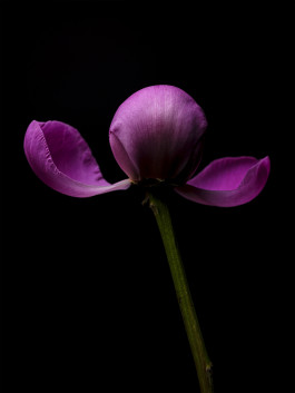 Stefan Guggenbichler .art