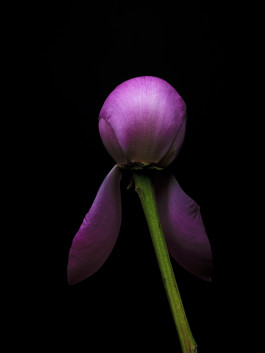 Stefan Guggenbichler .art