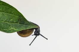 Stefan Guggenbichler .art