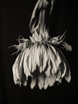 Stefan Guggenbichler .art