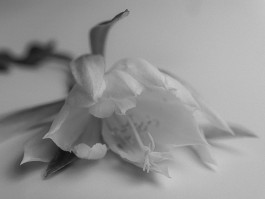 Stefan Guggenbichler .art