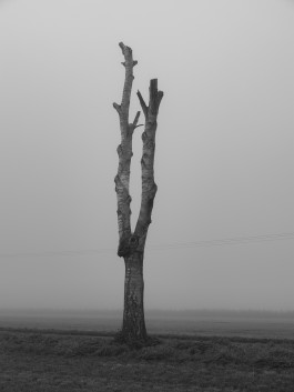 Stefan Guggenbichler .art