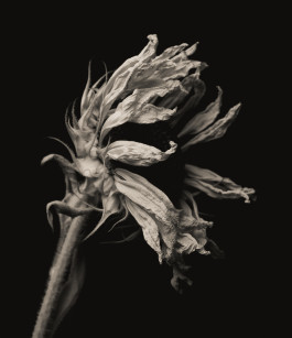 Stefan Guggenbichler .art