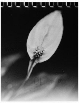 Stefan Guggenbichler .art