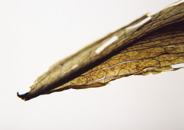 Stefan Guggenbichler .art