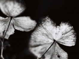 Stefan Guggenbichler .art