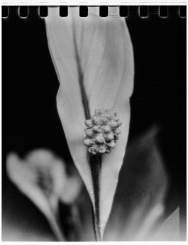 Stefan Guggenbichler .art