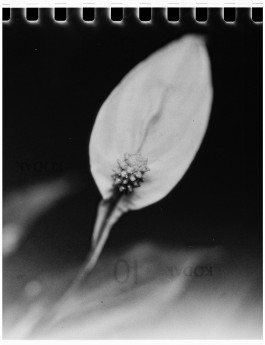 Stefan Guggenbichler .art