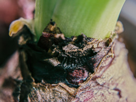 Stefan Guggenbichler .art