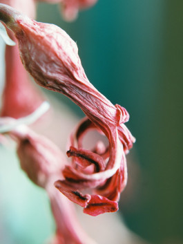 Stefan Guggenbichler .art