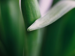 Stefan Guggenbichler .art