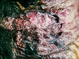 Stefan Guggenbichler .art